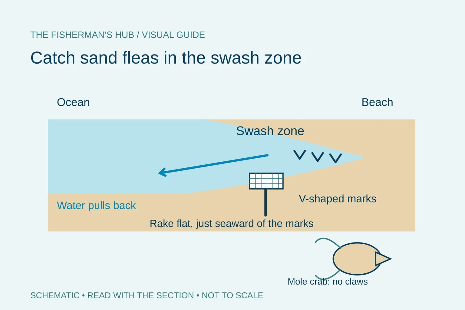 Beach schematic with swash zone, V-shaped marks, flat rake and clawless mole crab